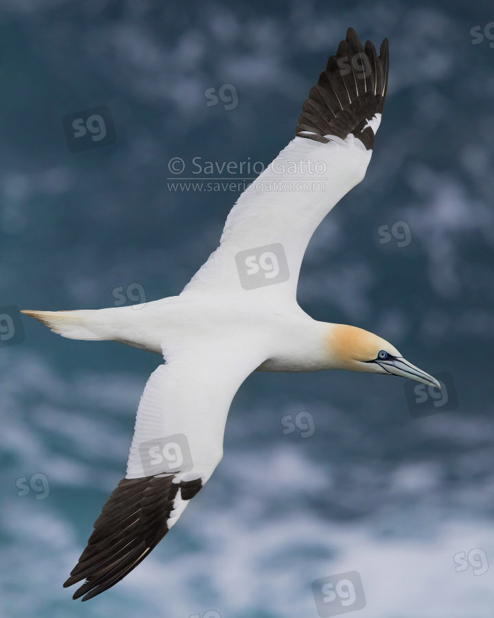 Northern Gannet, adult flying over the sea