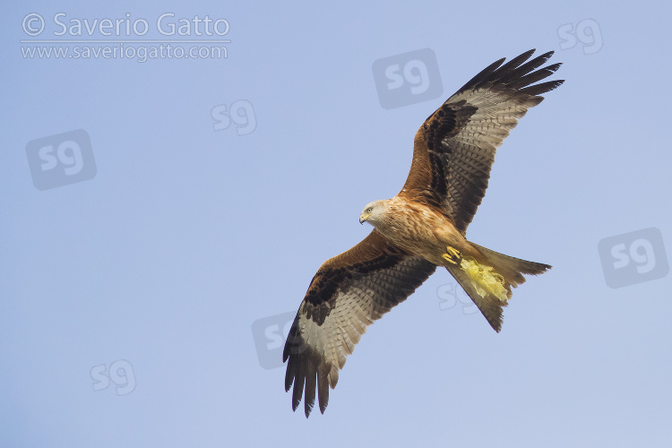 Red Kite, adult in flight