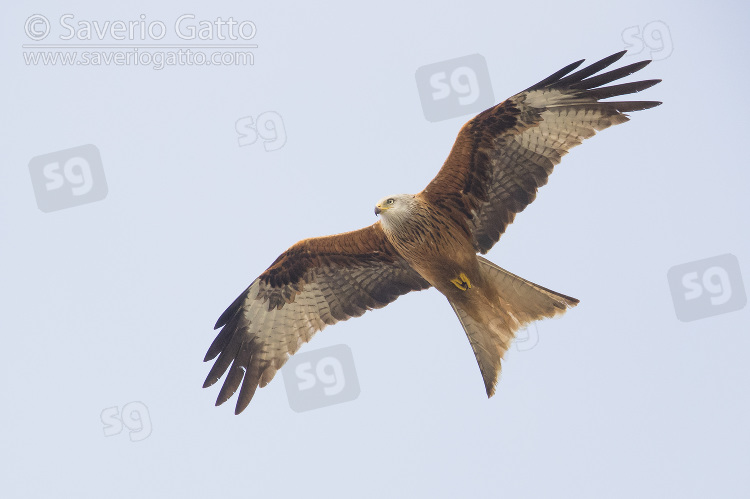 Nibbio reale, adulto in volo