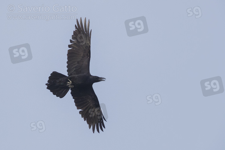 Northern Raven, adult in flight