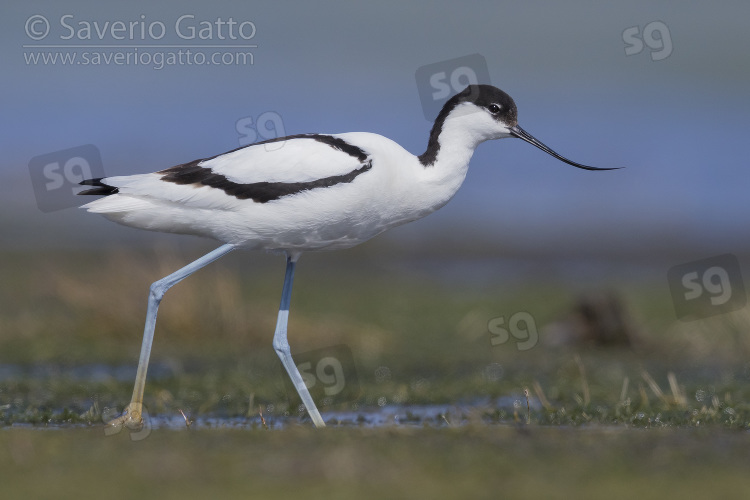 Pied Avocet, adult walking in a swamp