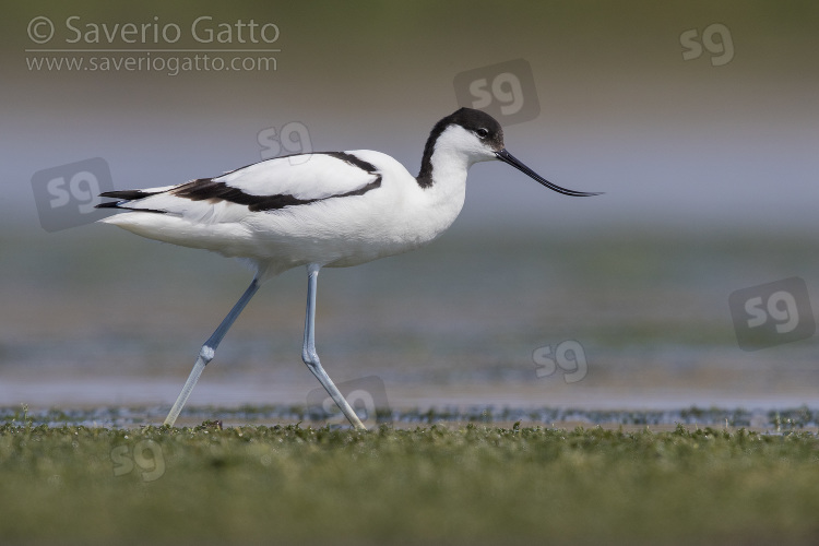 Pied Avocet, adult walking in a swamp