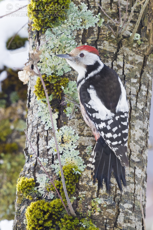 Middle Spotted Woodpecker, adult climbing a trunk