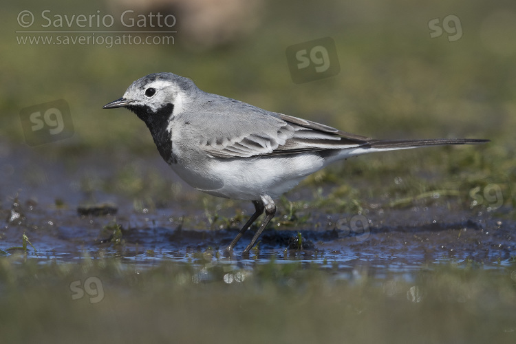 White Wagtail, adult in a pond