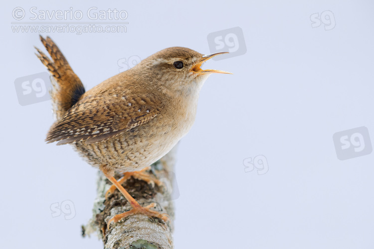 Eurasian Wren, adult singing from a branch