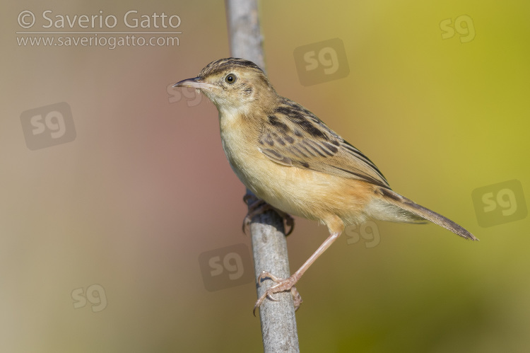 Zitting Cisticola, adult perched on a twig