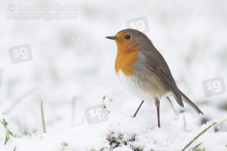 Pettirosso, adulto posato sul terreno innevato