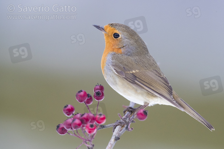 Pettirosso, adulto su ramo di biancospino