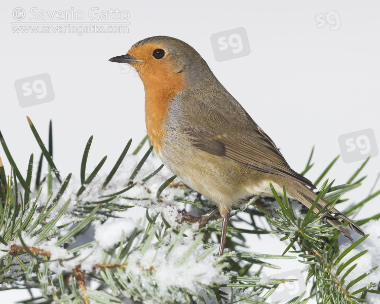 European Robin, adult standing on a branch covered in snow