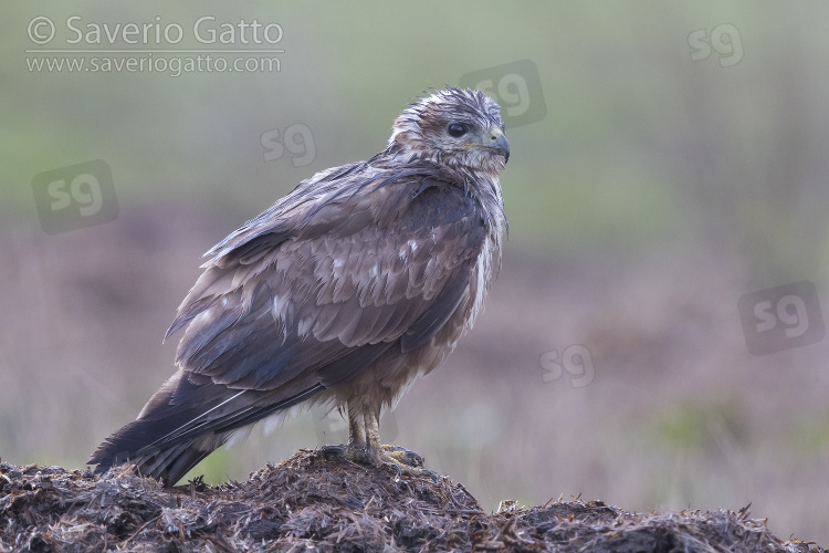 Common Buzzard, individual standing on the ground