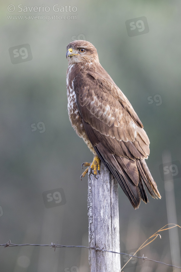 Common Buzzard, adult standing on a post