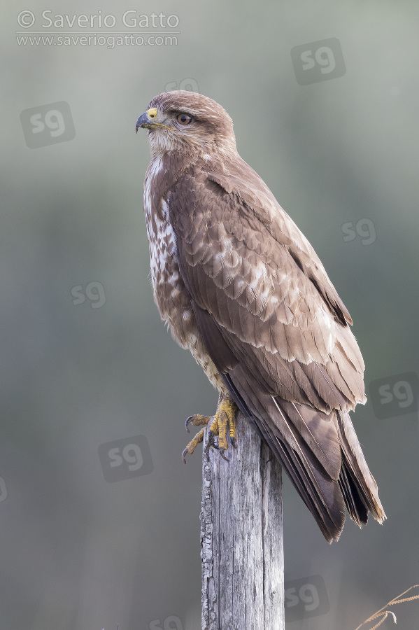 Common Buzzard, adult standing on a post