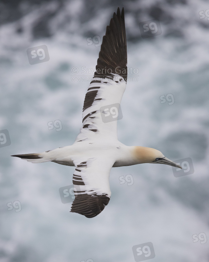 Northern Gannet, immature in flight