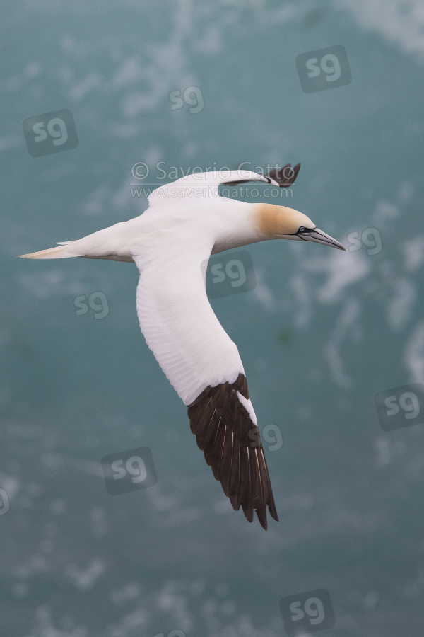 Northern Gannet, adult in flight over the sea