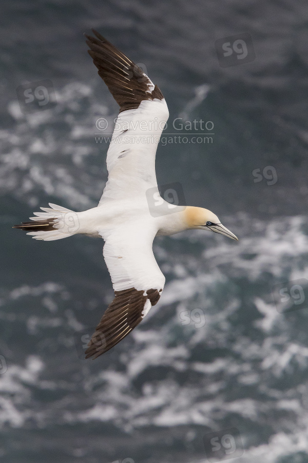 Northern Gannet, immature in flight over the sea