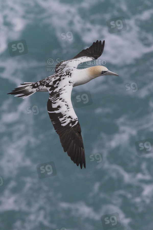 Northern Gannet, immature in flight over the sea