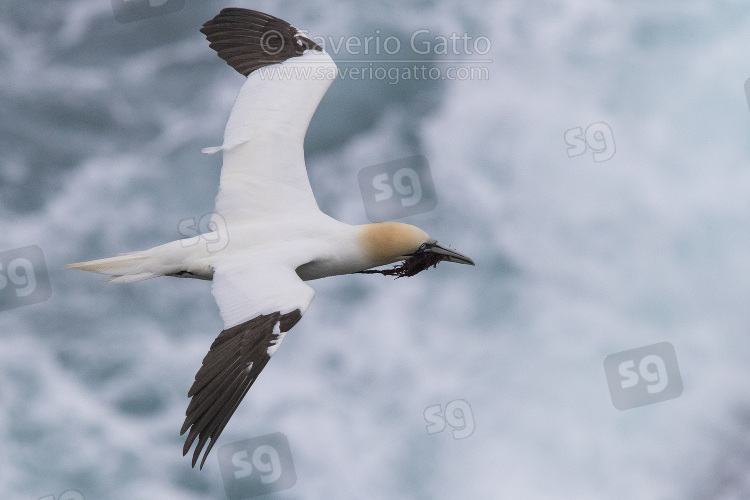 Northern Gannet, adult in flight carrying material for the nest