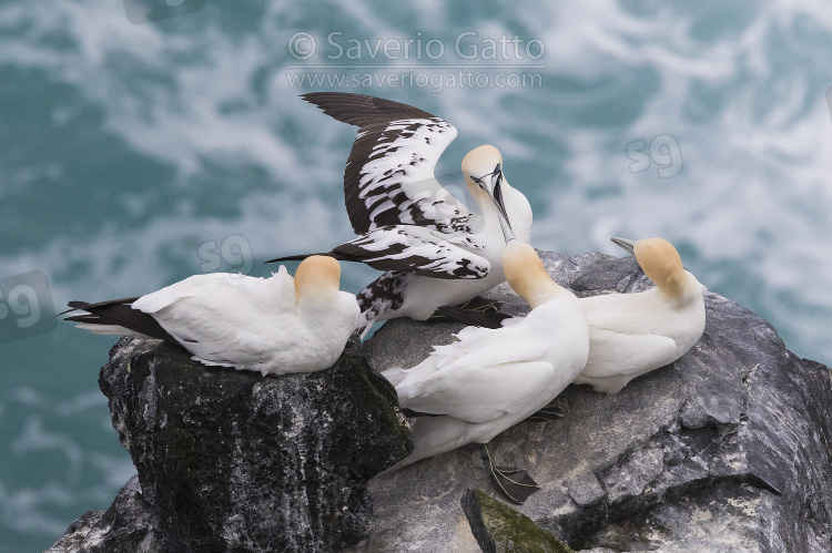 Northern Gannet, four individuals on a rock with the sea in background