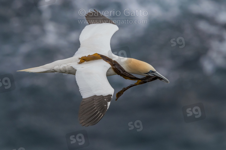 Northern Gannet, adult in flight carrying a long seaweed
