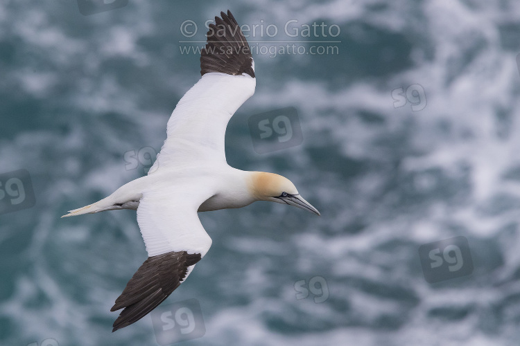 Northern Gannet, adult in flight over the sea