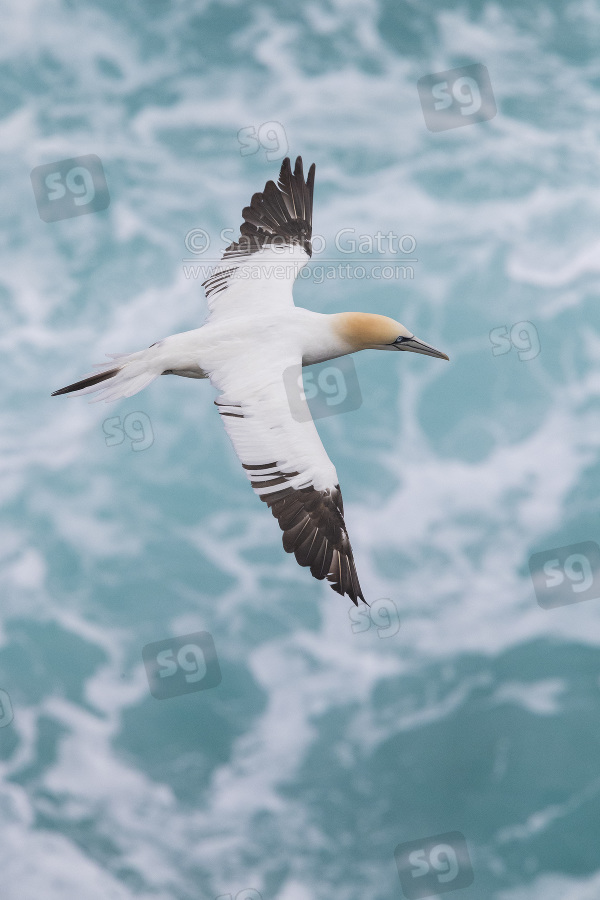 Northern Gannet, immature in flight over the sea