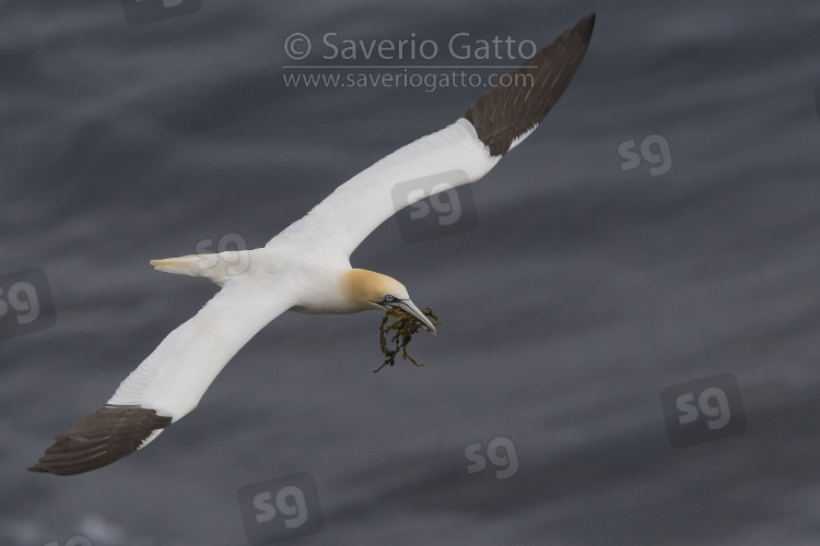 Northern Gannet, adult in flight carrying material for the nest