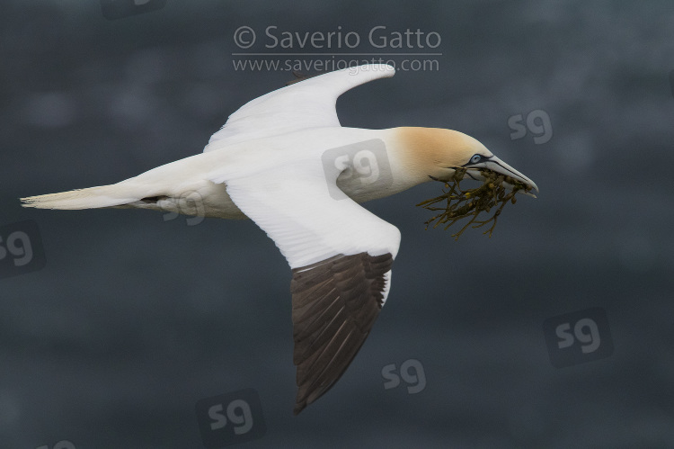 Northern Gannet, adult in flight carrying material for the nest