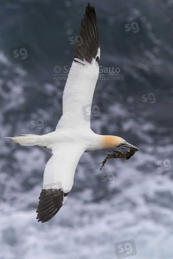 Northern Gannet, adult in flight carrying material for the nest