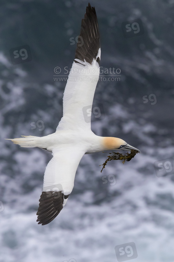 Northern Gannet