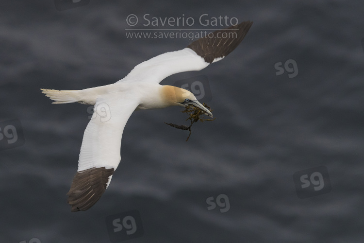 Northern Gannet, adult in flight carrying material for the nest