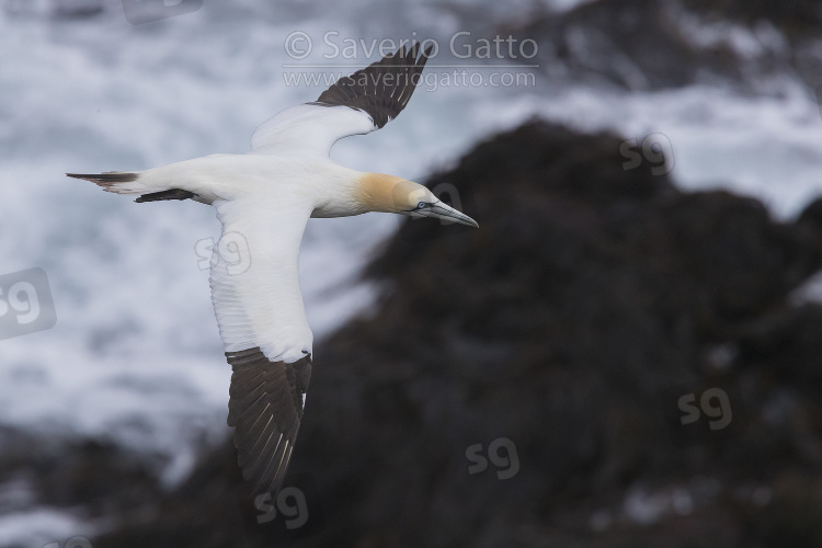 Northern Gannet, adult in flight over the sea