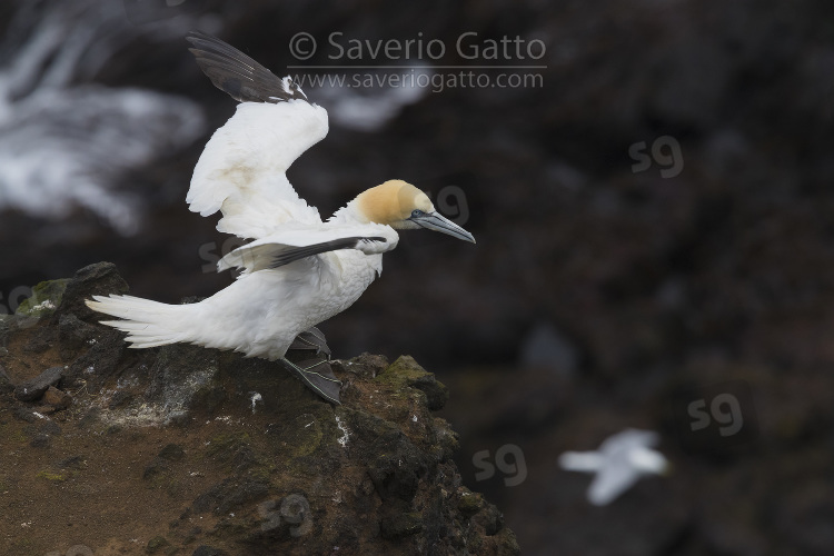 Northern Gannet, adult perched on a rock