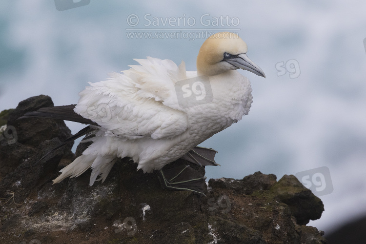 Northern Gannet, adult perched on a rock