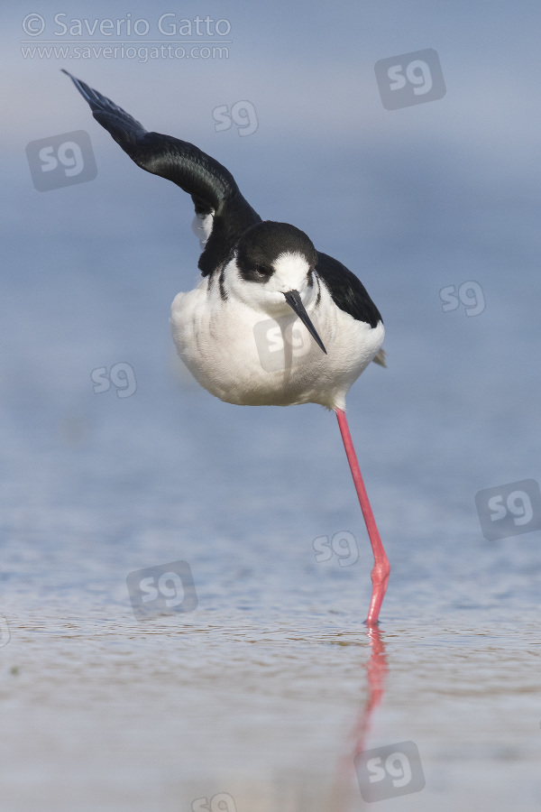 Black-winged Stilt