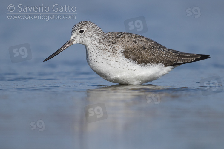 Greenshank