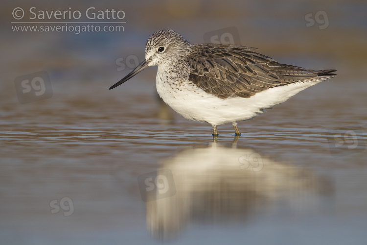 Greenshank, adult standing in a swamp at sunset