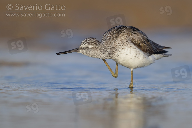 Greenshank, adult scratching its neck