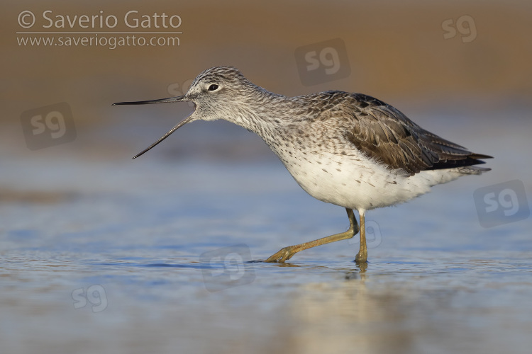Greenshank, adult standing in a swamp with opened bill