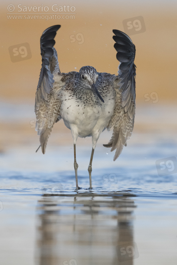 Greenshank, adult taking off from the water