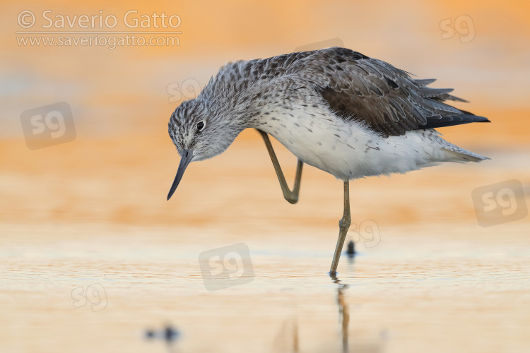 Greenshank, adult scartching its neck