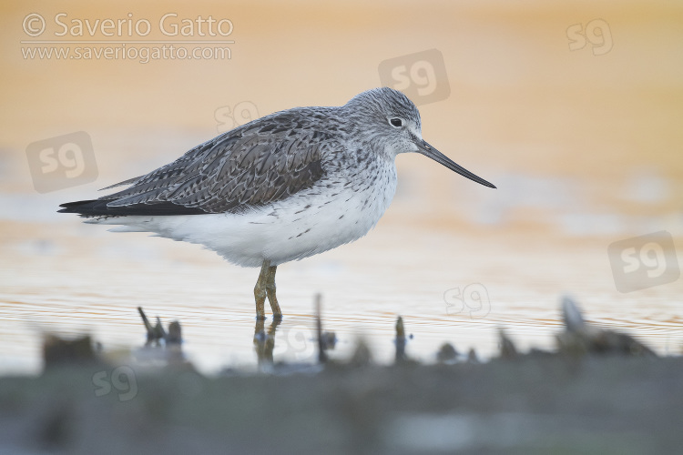 Greenshank