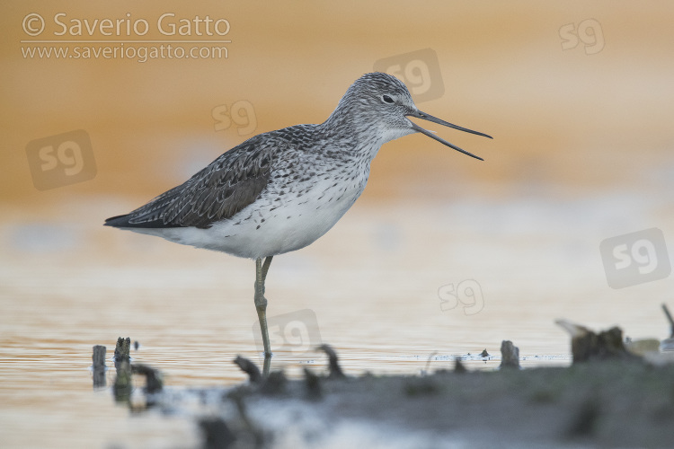 Greenshank, adult standing in the water