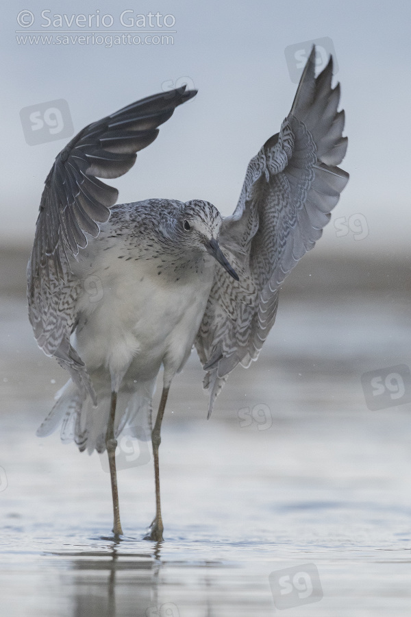 Greenshank