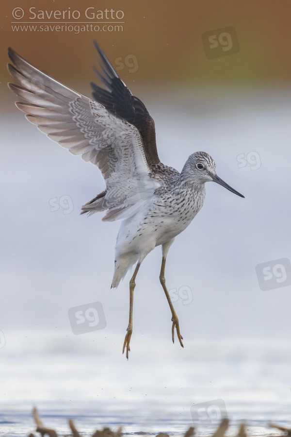 Greenshank, adult in flight