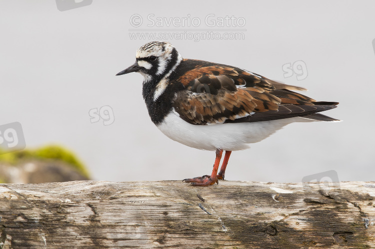 Ruddy Turnstone