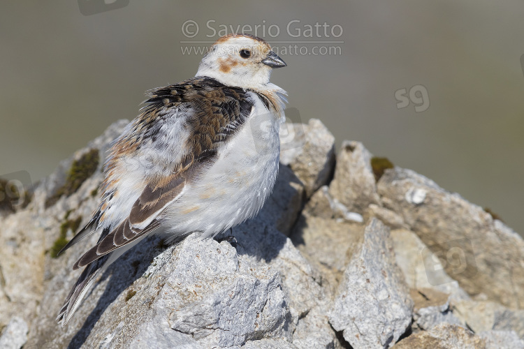 Snow Bunting