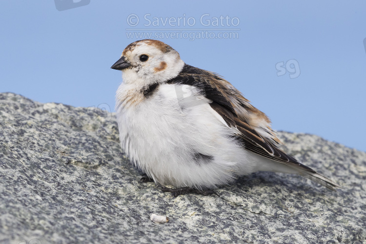 Snow Bunting