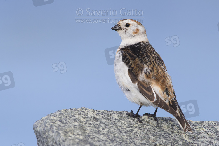 Snow Bunting, adult female perched on a rock