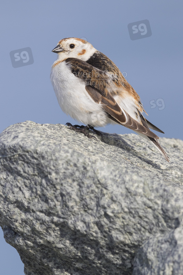 Snow Bunting