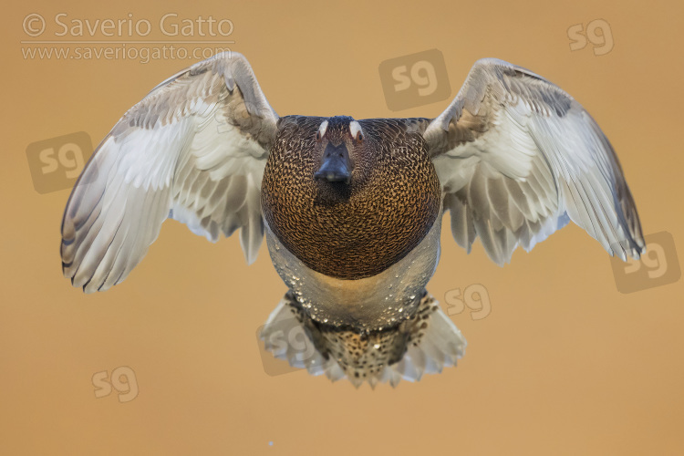 Garganey, adult male in flight